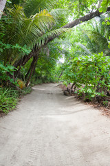 Dirt road in tropical forest