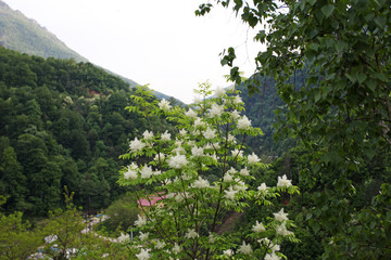 Mountain valley in springtime