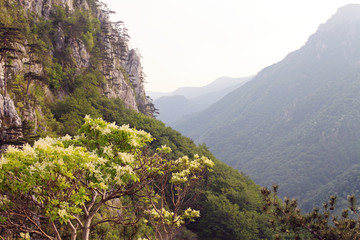 Valley of Tesnei Mountains in spring flowers, Romania