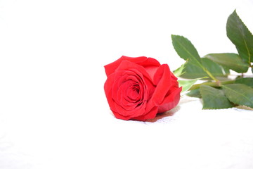 Fototapeta premium Red rose, fragrant 