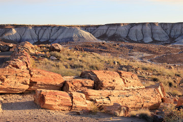 Crystal wood in Petrified Forest park in USA