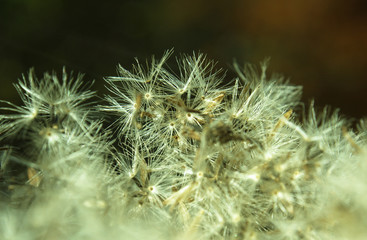 Flower seeded closeup