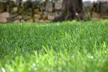 Naklejka premium Blurry green grass on the rock wall background