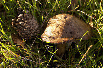 Mushroom and a bump in the grass