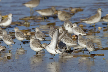 Sanderlings Calidris alba feeding on North Norfolk Beach in Winter