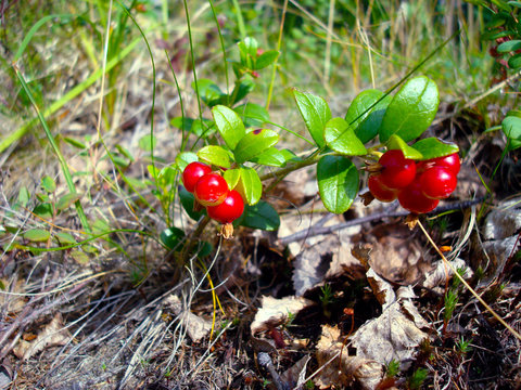 Red cowberry in the green forest