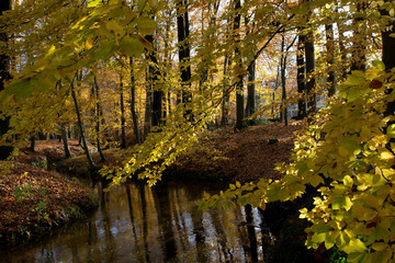Fototapeta premium Bachlauf im Herbstwald