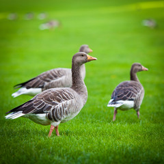 Naklejka na ściany i meble geese on green meadow. geese and goose. Group of gray geese