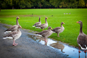 geese on green meadow.  geese and goose. Group of gray geese