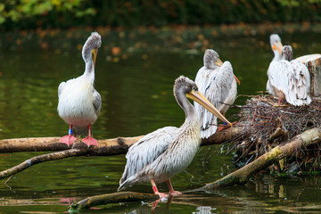White Pelican.  group of pelicans in the pond