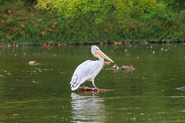 White Pelican.  group of pelicans in the pond