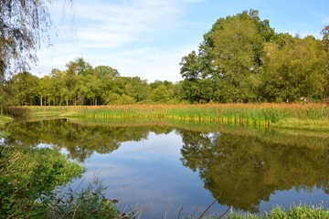 Fototapeta na wymiar Pond with reflections of trees.