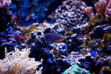 Tropical sea underwater with coral reefs and fish. beautiful vie
