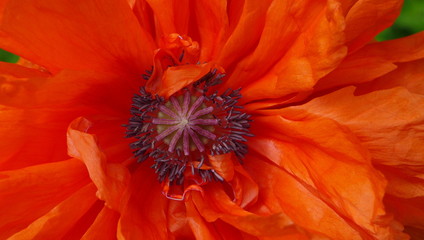 Mohn