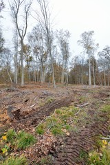 Exploitation forestière en forêt de Saint-Amand-les-Eaux. Hauts-de-France