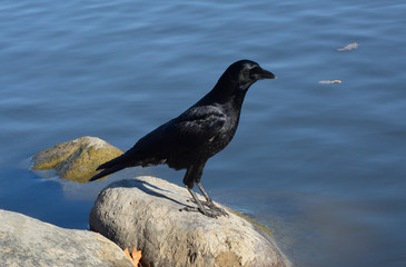 American crow perched on rocks by lake shore