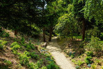 Fototapeta premium Forrest Path