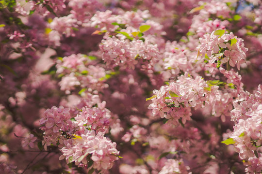 Closeup of pink blossom of sakura tree in spring. Shallow focus