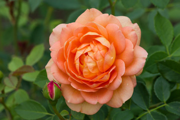 Naklejka premium A large peach-colored roses. Flowers roses in the summer garden.