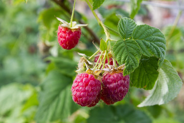 Berries ripe raspberry. Red raspberries in the summer garden.