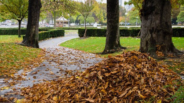 Feuilles ou man&egrave;ge - paysage d'automne dans un parc parisien - Paris, France