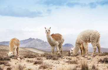 lamas dans les Andes, montagnes, Pérou