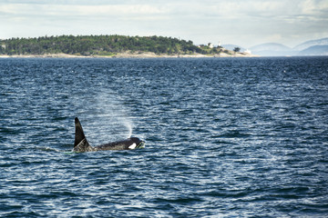 Fototapeta premium Orca
