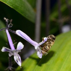 Abeja Bee