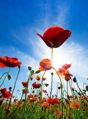 Obraz premium Poppy Flowers