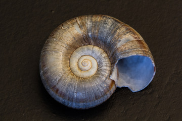 sea shell