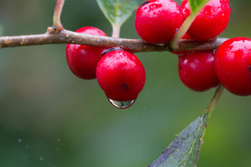 berries and dew