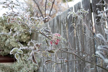 frosted plants
