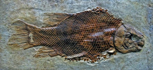 Fish fossil