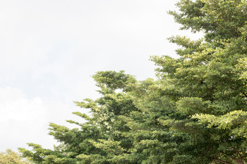 group of green leaf and sky,cloud and blue sky,green leaf from garden,green leaf make oxygen,copy space.