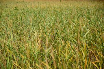 perennial grasses