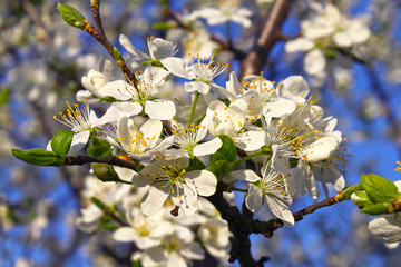 Beautiful white flowers of spring tree