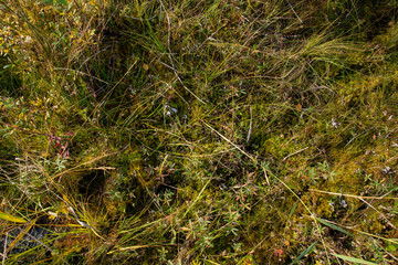 Mosses