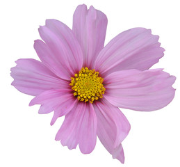 Pink flower of cosmos isolated on white background.