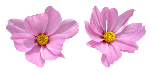 Pink flowers of cosmos isolated on white background.