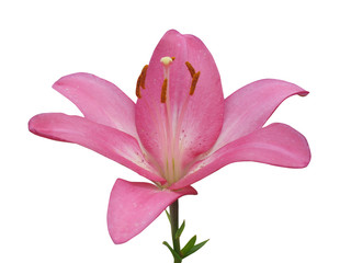 Pink lily isolated on a white background.