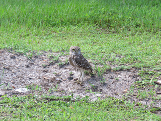 Owl