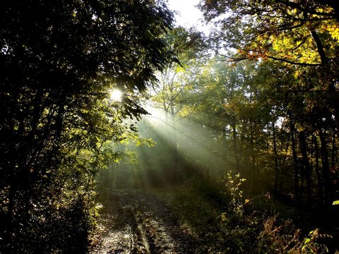Shining sun, sunbeams during misty morning in deciduous forest