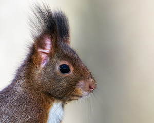 Profile of a red squirrel