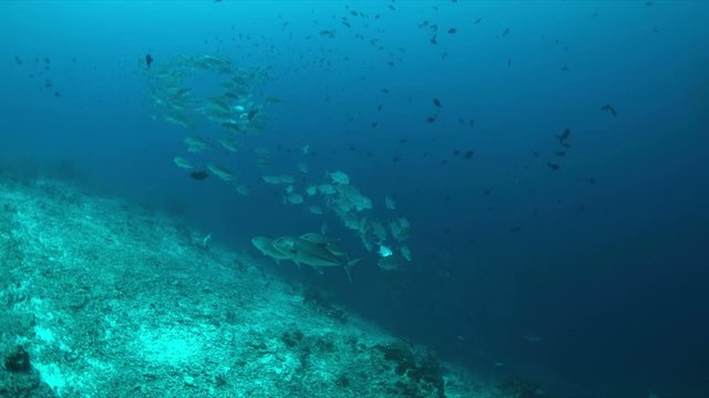 Big-eye Trevallies on a colorful coral reef. 4k footage