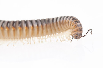 Diplopoda