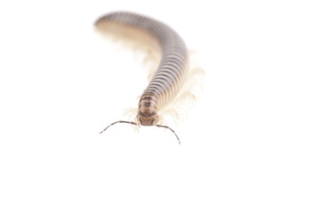 Diplopoda