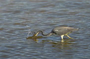 Tri-coloured Heron Egretta tricolour catching fish in lagoon Fort Myers Beach Florida USA