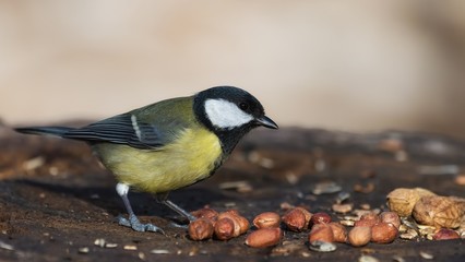 Naklejka premium Great Tit eating peanuts