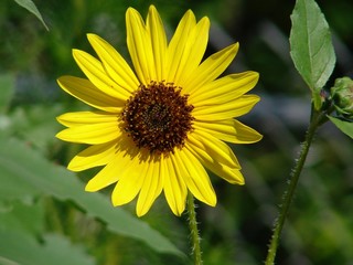 Yellow daisy blooming in a green field.