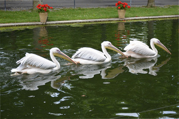 Synchronschwimmen bei Pelikans